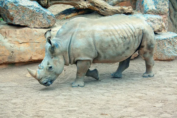Rinoceronte Blanco Del Sur Savanna —  Fotos de Stock