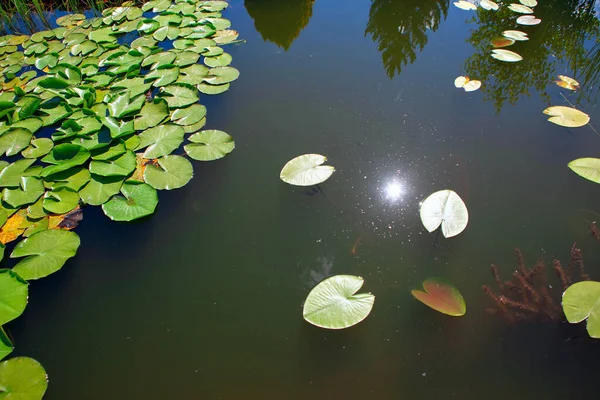 Vatten Lilja Vattenytan Med Sol Reflektion — Stockfoto