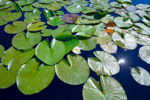 Water Lily White Flowers — Stock Photo, Image