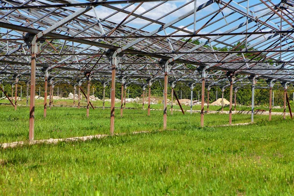 Serre Abandonnée Avec Herbe Croissance Intérieur — Photo