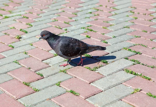 Single Pigeon Walking City Pavement — Stock Photo, Image
