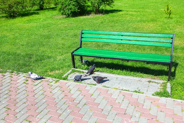 Городские Голуби Гуляют Возле Скамейки Парке — стоковое фото