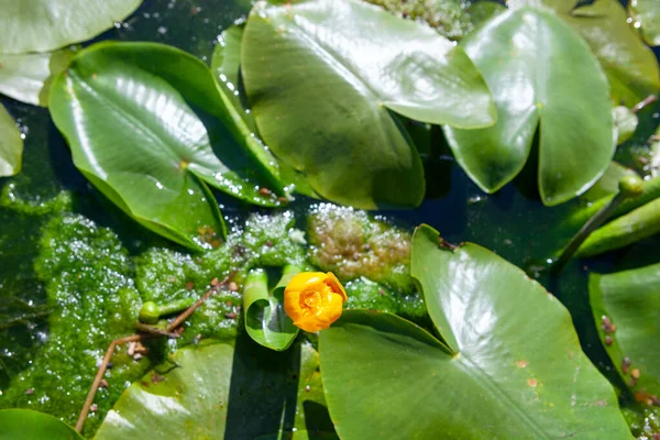 Yellow Water Lily Flower Green Leaves — Stock Photo, Image