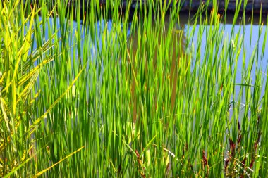 Çimen yetiştiren otlar, doğal yeşil arka plan