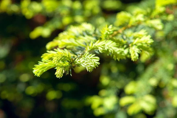 Macro Image Branche Sapin Printemps — Photo