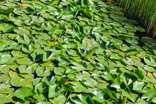 Water Lily Leaves Swamp Water — Stock Photo, Image