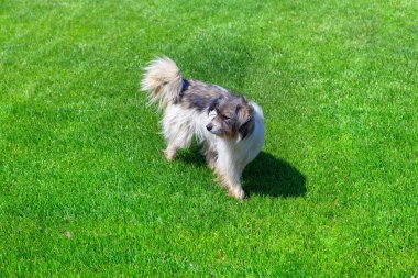 Şirin köpek çimlerin üzerinde duruyor.