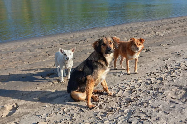 三条狗站在河边 — 图库照片