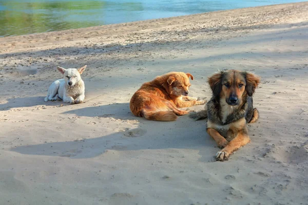 Бродячие Собаки Лежат Берегу Реки — стоковое фото