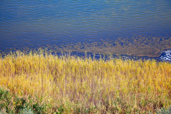 Trockene Sumpfpflanzen Und Wasserränder — Stockfoto