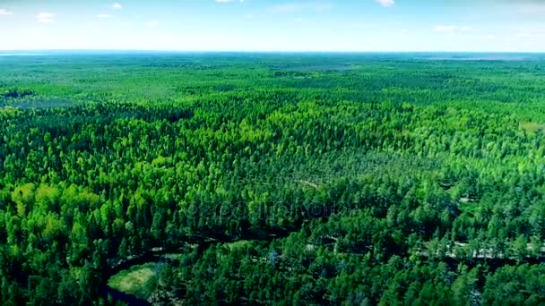 Helder water lake en groen bos. Onega lake in Rusland. Onejskoe ozero. Luchtfoto drone aero. — Stockvideo