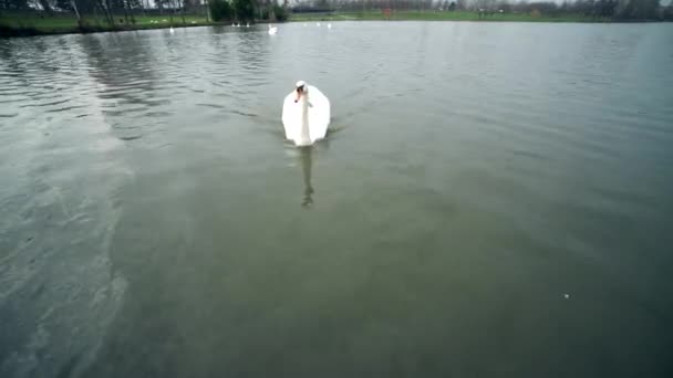 Un parque de la ciudad, cisnes blancos nadan en un río, cisnes en el río Moldava, cisnes en Praga, cisne blanco flotando en el agua sobre el fondo del puente, video, día soleado — Vídeos de Stock