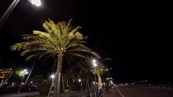 Palm in nacht stad — Stockvideo