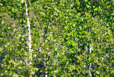 Huş grove için arka plan