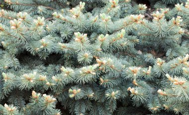 Kül-yeşil Ladin dalları ile lahanası taze iğne b