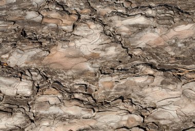 Closeup çam ağacı kabuğu arka planı için