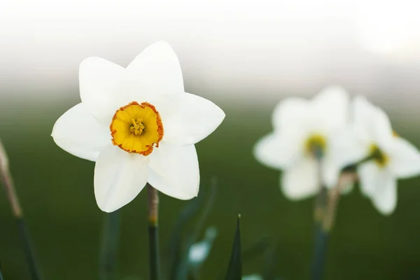Narciso flor blanca —  Fotos de Stock