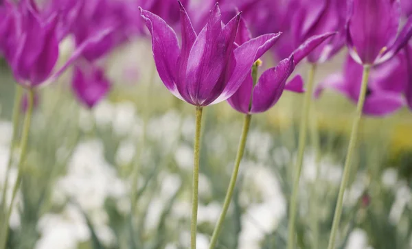 Hermosas flores de tulipán púrpura —  Fotos de Stock