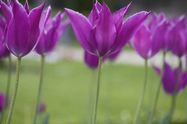 Hermosas flores de tulipán púrpura —  Fotos de Stock