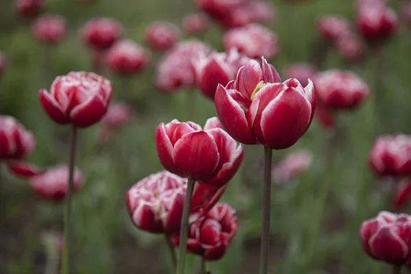 Прекрасный вид на красные тюльпаны в саду — стоковое фото