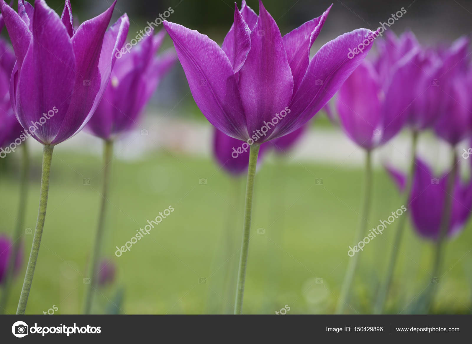 美しい紫のチューリップの花 ストック写真 C Mysticlight 美しい紫のチューリップの花 ストック写真 C Mysticlight