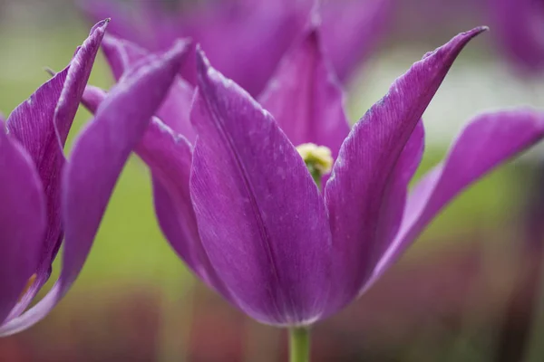 Красивый фиолетовый цветок тюльпан — стоковое фото