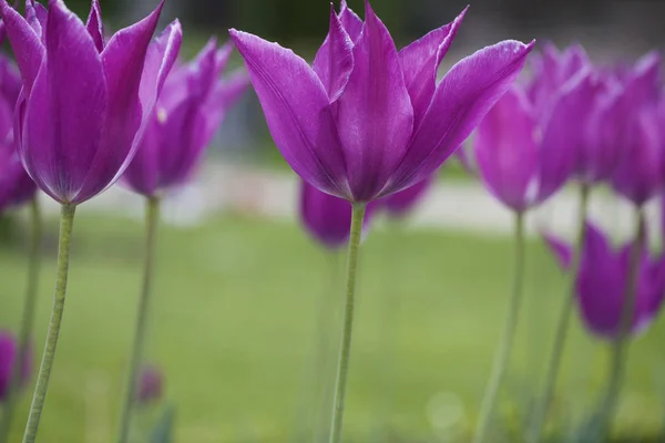 Красивые фиолетовые цветы тюльпан — стоковое фото