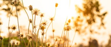 Gün batımında güzel çimen çiçekleri ve boş alan.