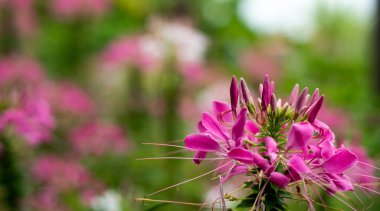 Güneşli, sağlıklı bitkisel konseptte güzel kır çiçekleri ve bitkiler