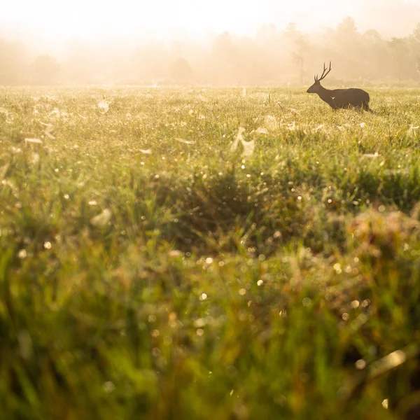 秋の霧深い朝に森の中の牧草地でホッグ鹿 自然生息地の鹿 — ストック写真