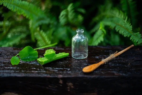 Botani Organik Alami Gotu Kola Pengobatan Herbal Alternatif Kecantikan Perawatan — Stok Foto