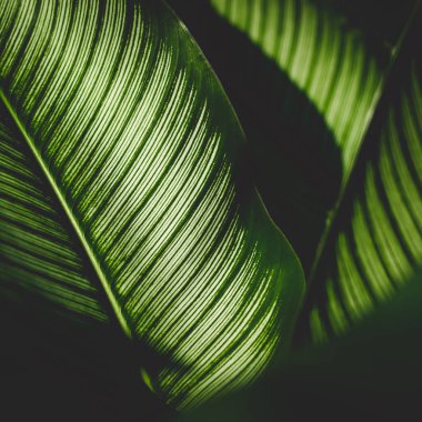 Soyut arkaplan doğa yaprakları, doğa arka planı