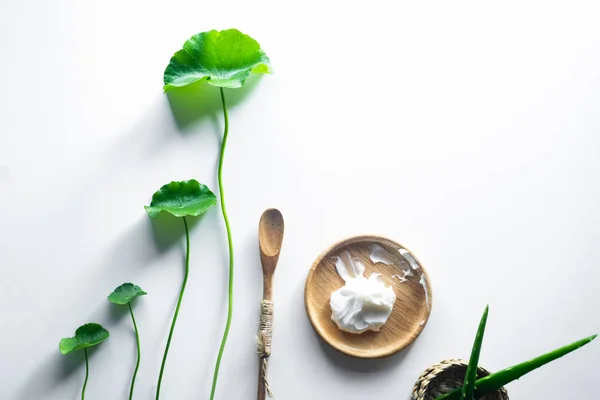 Conceito Medicina Alternativa Ervas Medicinas Asiático Folha Herb Gotu Kola — Fotografia de Stock