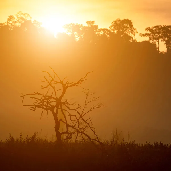 Beautiful Landscape Lone Tree Sunset Sky — Stock Photo, Image