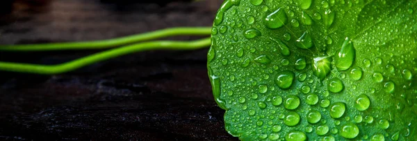 Gros Plan Feuille Gotu Kola Sur Fond Bois Herbe Biologique — Photo