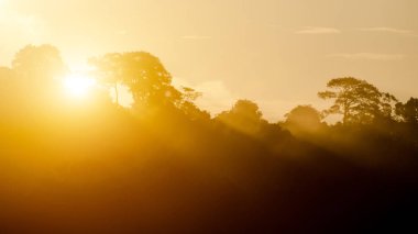 Sonbahar Doğa Sahnesi. Güzel bir sabah ormanı, güneşin doğuşuyla güzel bir orman manzarasından gelen özenli ortamlar.