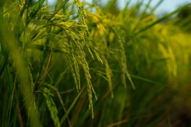 Yeşil çeltik pilavı, Tayland pirinç tarlalarındaki çeltik tarlaları