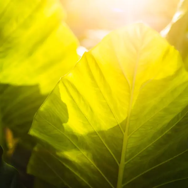 Абстрактний Зелений Фон Сонячним Світлом — стокове фото