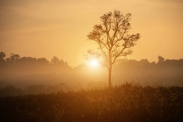 Vackert Landskap Ensam Träd Med Solnedgång Himmel Ambitioner Miljöer — Stockfoto