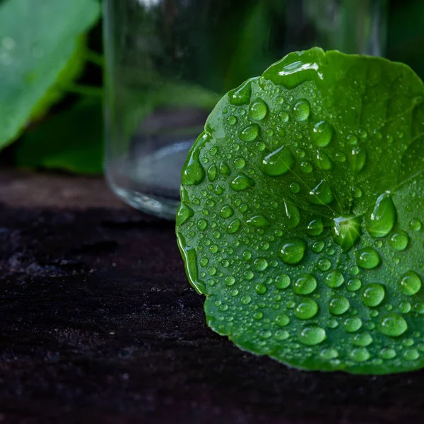 Gotu Kola Folha Fresca Conceito Planta Ervas — Fotografia de Stock