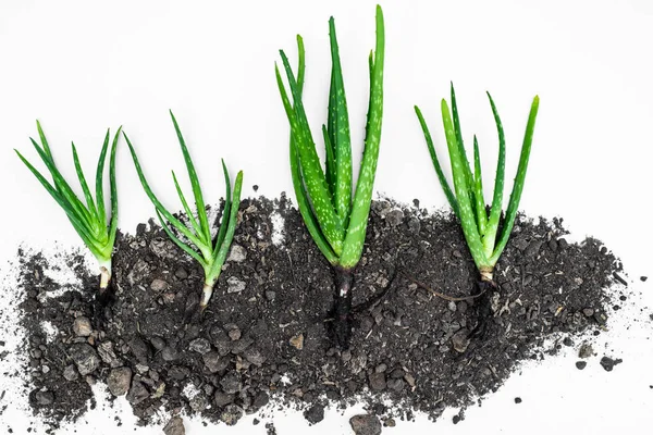 Aloe Vera Beyaz Arkaplanda.