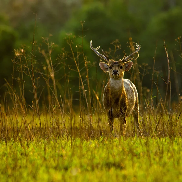 Hog deer walking in the grass with warm sunrise light,thailand