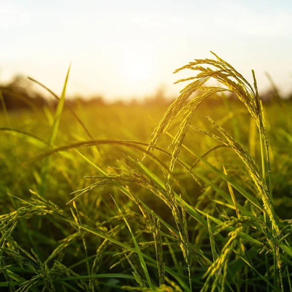 organic farming, health, villages, meadow, leaves, summer, golden, country, agricultural, crops, background, asian, farming, ripe, field, rice, nature, green, farm, agriculture, growth, food, asia, harvest, season, grass, cereal, plant, yellow, matur