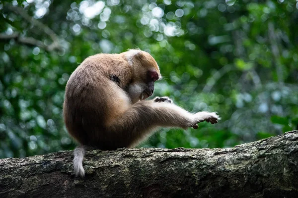 Macaco Braço Único Natureza Força Conceito Vida — Fotografia de Stock