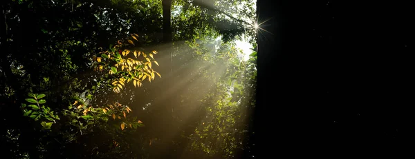 Światło słoneczne rano w lesie, Chaiyaphum, Tajlandia — Zdjęcie stockowe