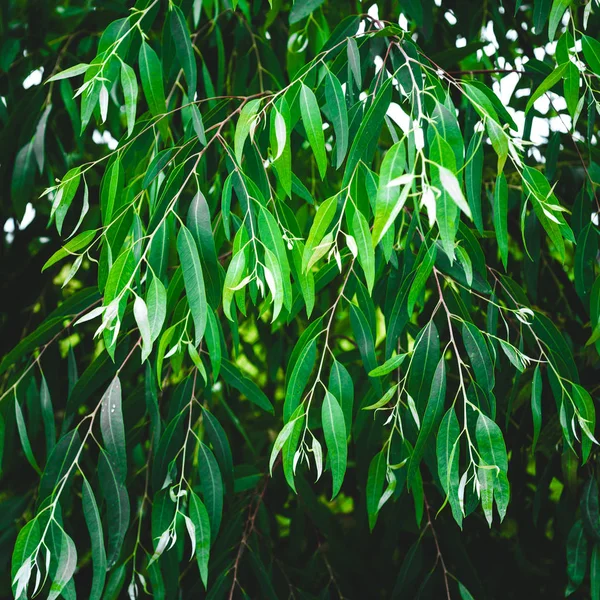 Природа Зеленого Листя Евкаліпта Фон Свіжий Лист Евкаліпта — стокове фото