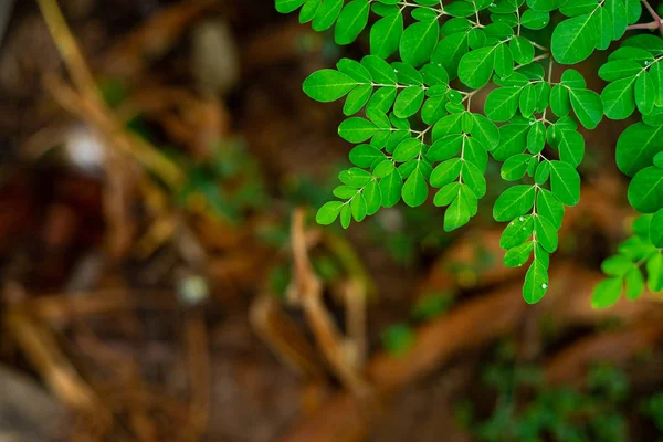 Čerstvé listy Moringa zelené na přírodním hřišti. — Stock fotografie