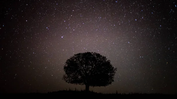 Siluet ağacıyla Samanyolu gökyüzü Tayland 'da gece gökyüzü