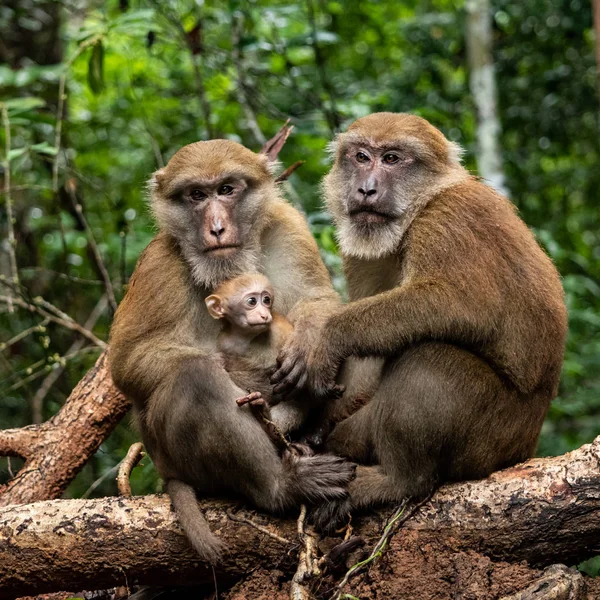 Retrato Macaco Macho Floresta Natureza — Fotografia de Stock
