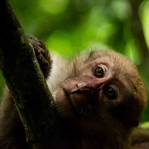 Retrato macaco fêmea na floresta — Fotografia de Stock